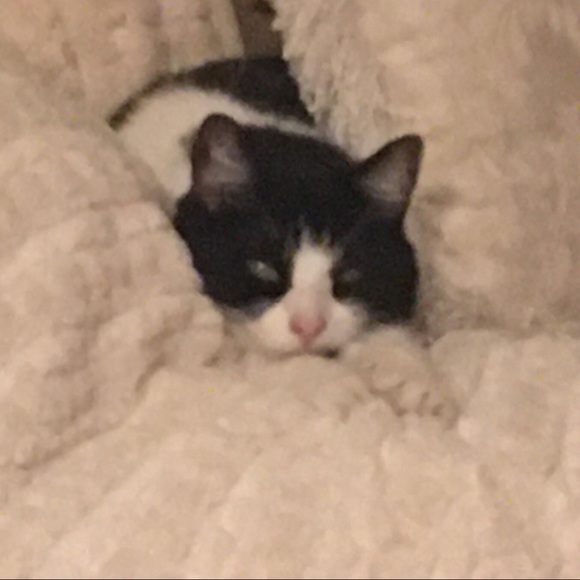 Pinky Up Chloe Kitty Cat Cup Mug Cat White gold ears & handle - Picture 8 of 8